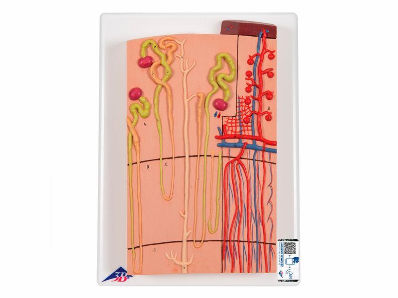 NEFRONS E VASOS SANGUINEOS AMPLIADO 120X, K10/1, COM SUPORTE - 3B SCIENTIFIC - OUTLET* - Enquanto durarem os estoques