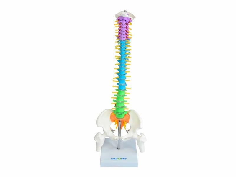 Coluna Vertebral Colorida e Flexível – 40cm – Sdorf